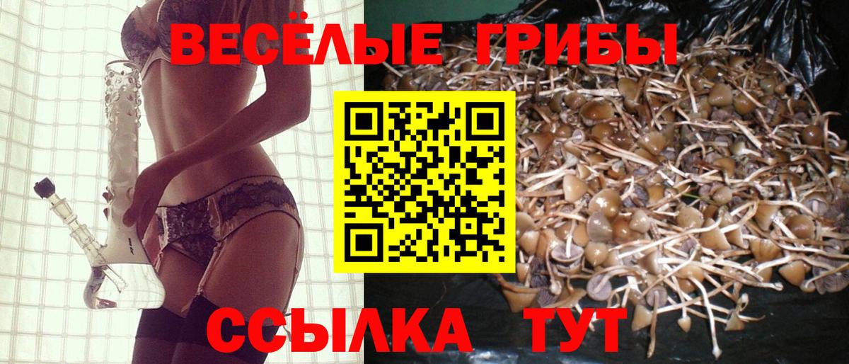 Псилоцибиновые грибы Cubensis Черногорск